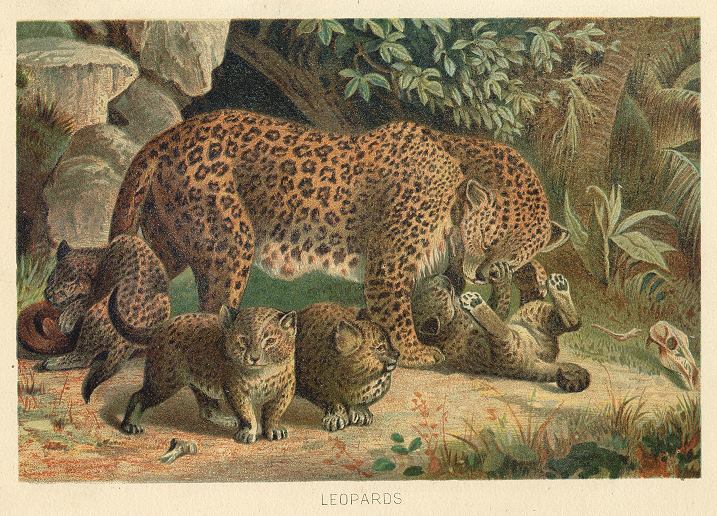 Leopards, 1895