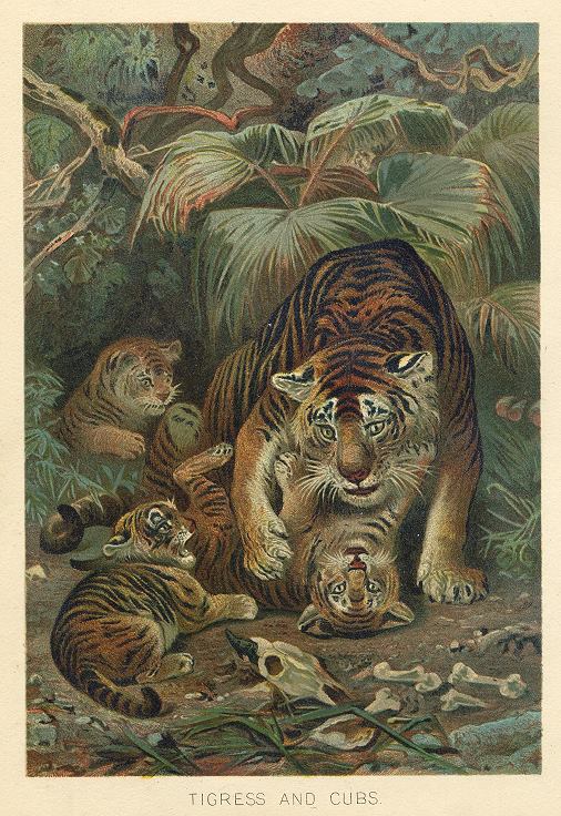 Tigress and Tiger Cubs, 1895