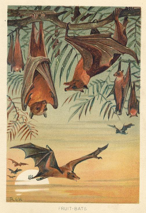 Fruit Bats, 1895