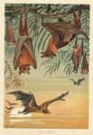 Fruit Bats, 1895