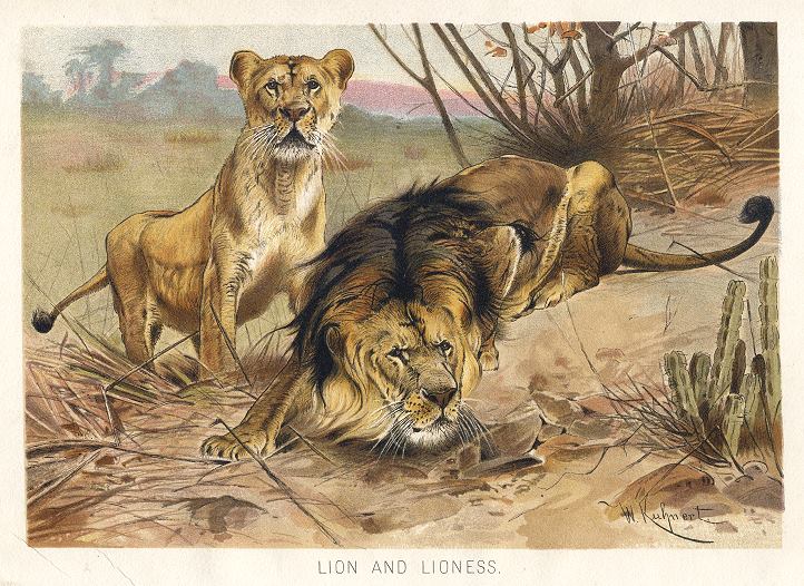 Lion and Lioness, 1895