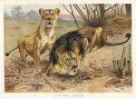 Lion and Lioness, 1895