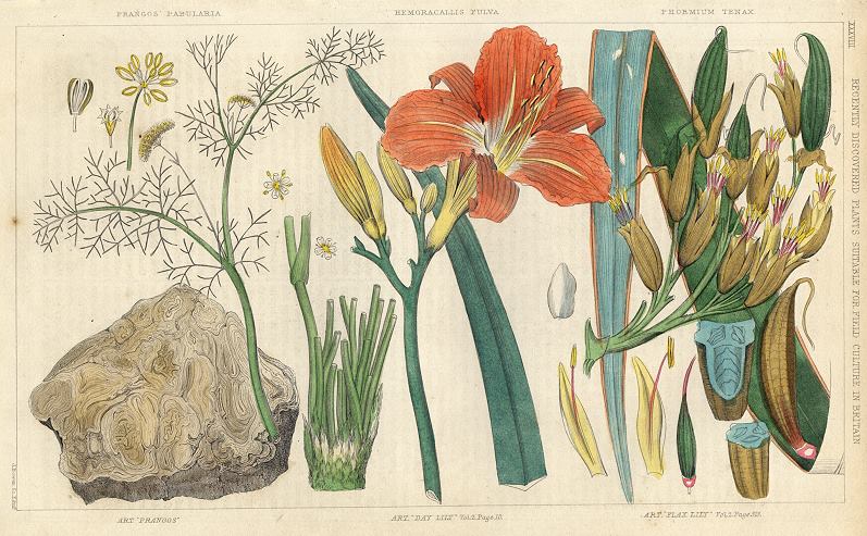 Day Lily, Flax Lily & Prangos, 1849