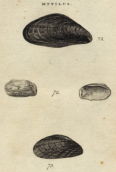 Shells - Rugged, Edible & Pellucid Mussels, 1760