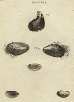 Shells - Invcurvated and Short Mussels, 1760