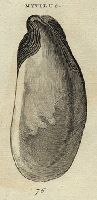 Shells - Umbilicated Mussel, 1760