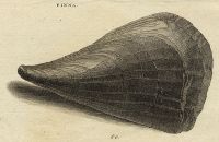 Shells - Brittle Nacre, 1760