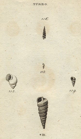 Shells - Wreaths, 1760