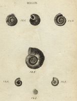 Molluscs - Rock, Flat, Whirl, Dwarf & Horny Snails, 1760