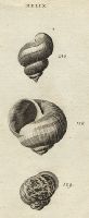 Molluscs - Exotic, Garden & Viviparous Snails, 1760