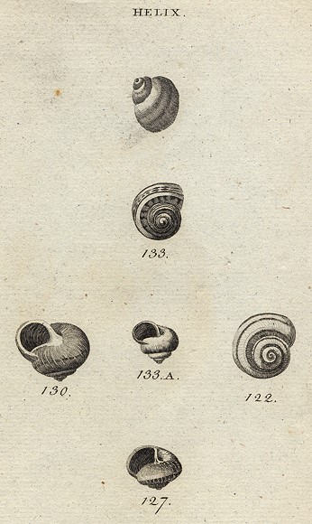 Molluscs - Grey, Mottled, Shrub & Zoned Snails, 1760