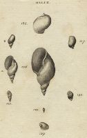 Molluscs - Eight-Spired, Lake, Mud, Ear, Smoothed & Olive Snails, 1760