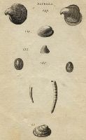 Shells - Bonnet, Inclining, Transparent, Smooth & Slit Limpets, 1760