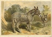 Donkey & Foal, 1884
