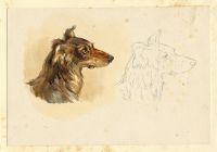 Collie Dog, 1884