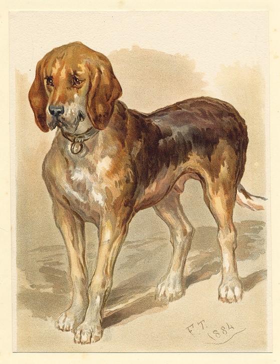 Dogs - Blood Hound, 1884