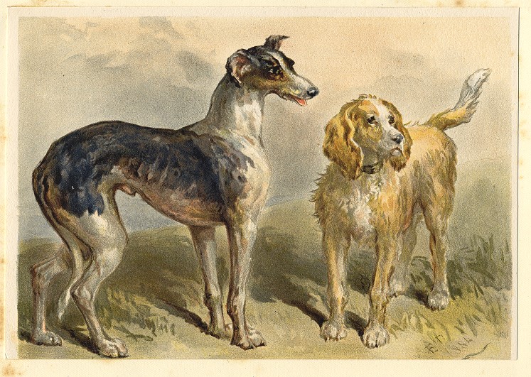 Dogs - Greyhound & Otter Hound, 1884