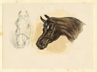 Head of a Horse, 1884