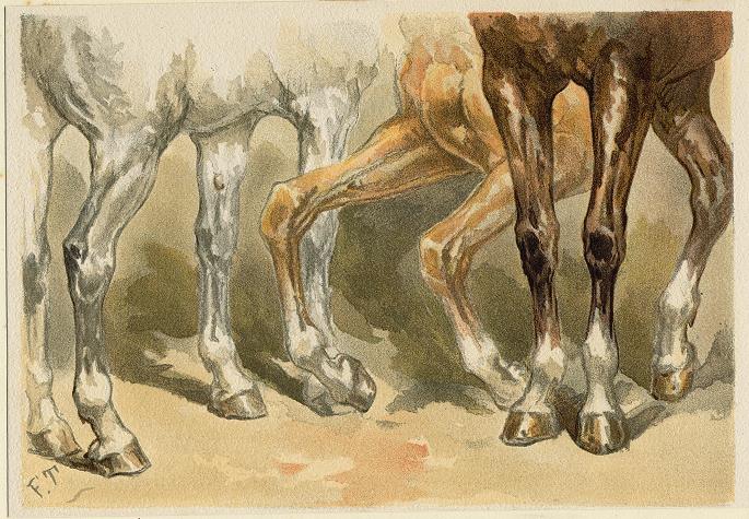 Horses legs & hooves, 1884