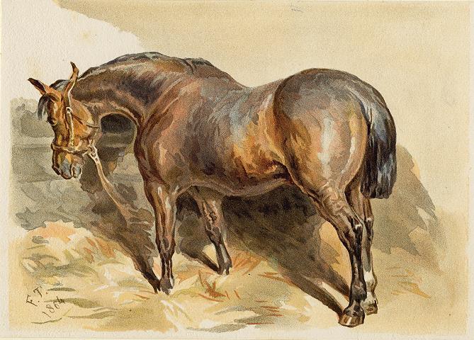 Bay Roan Horse, 1884