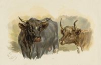 Bull & Cow, 1884