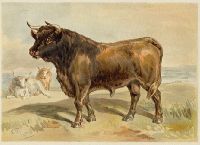 Bull, 1884