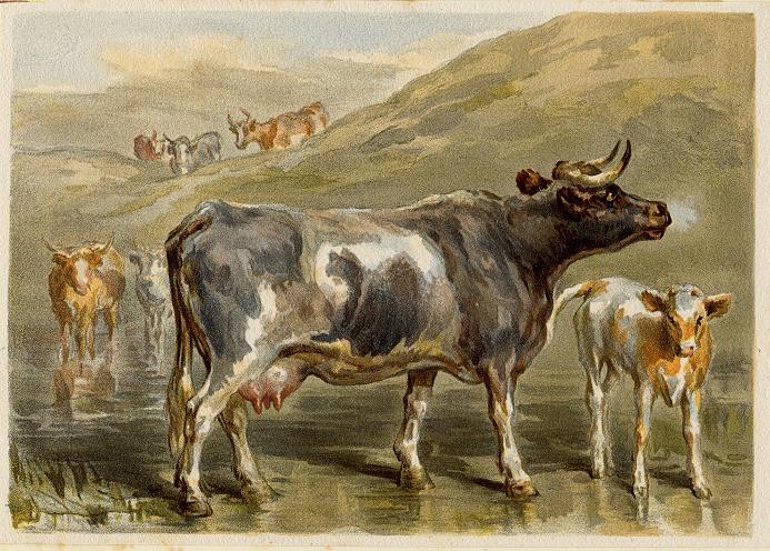 Cow & Calf, 1884