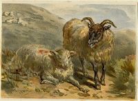 Two Sheep, 1884