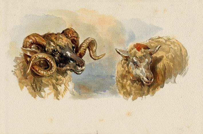 Ram & Sheep heads, 1884