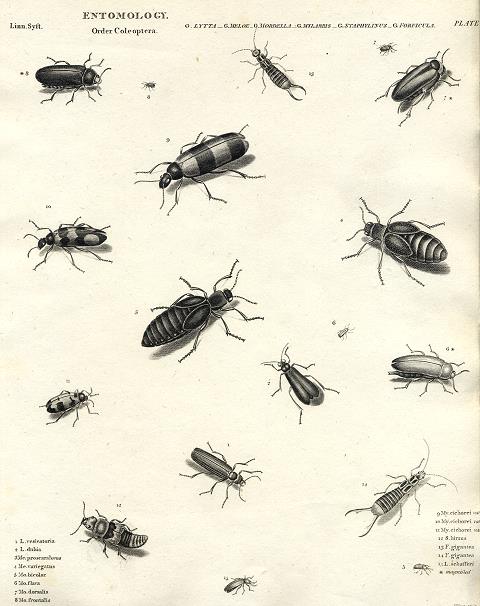 Entomology, Beetles, 1804