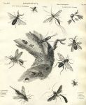 Entomology, Flies, 1804