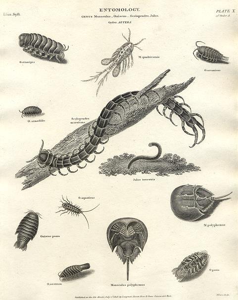 Entomology, Aptera - Copepods (Monoculus) etc., 1804