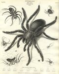 Entomology, Spiders (Aranea), 1804