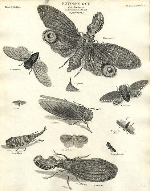 Entomology, Hemiptera, 1804