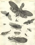 Entomology, Hemiptera, 1804