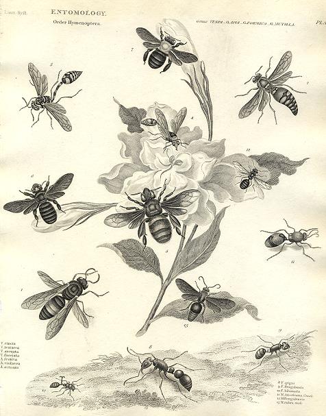 Entomology, Hymenoptera (wasps etc.), 1804