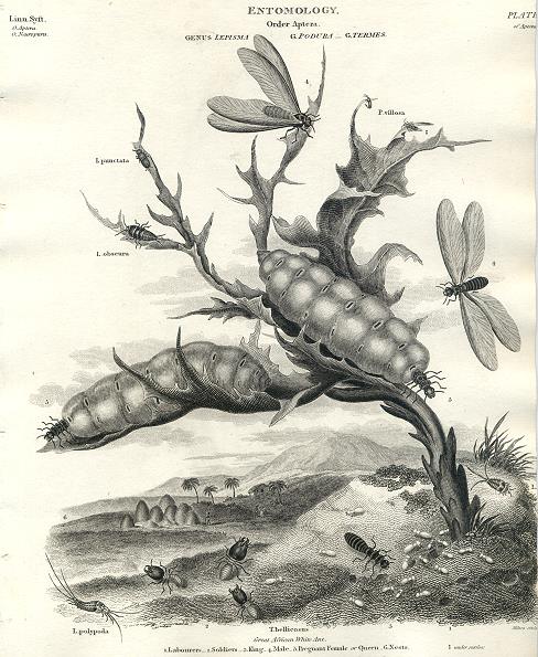 Entomology, Lepisma, Podura & Termes, 1804