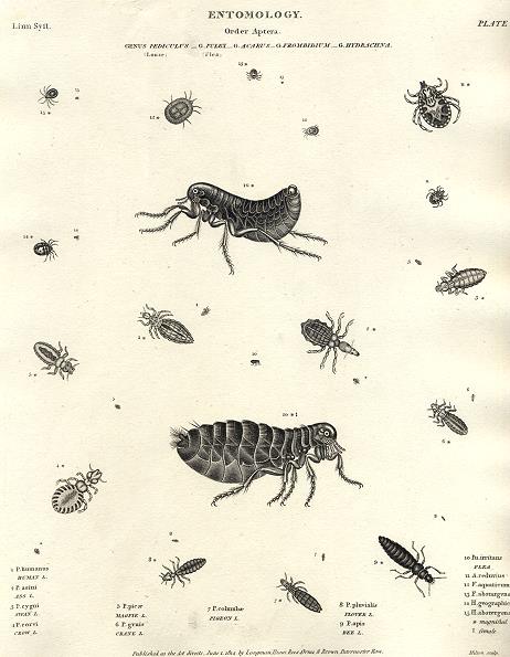 Entomology, Pediculus, Pulex, Acarus, Frombidium & Hydrachna, 1804