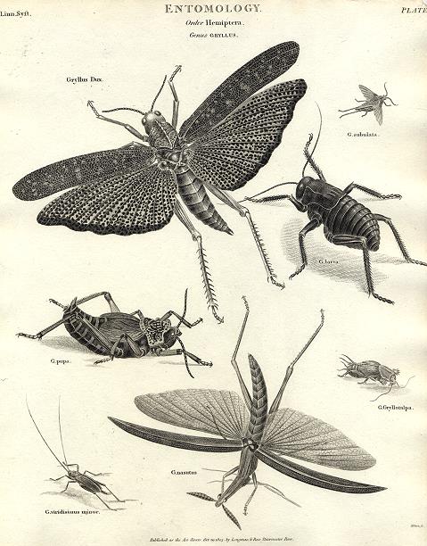 Entomology, Hemiptera - Gryllus (Gryllidae), 1804