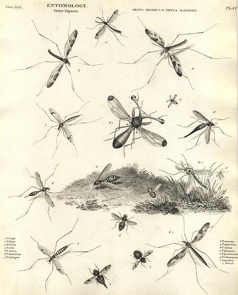 Entomology, Diptera (flies), 1804