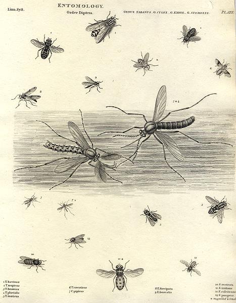 Entomology, Diptera (flies), 1804