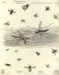 Entomology, Diptera (flies), 1804