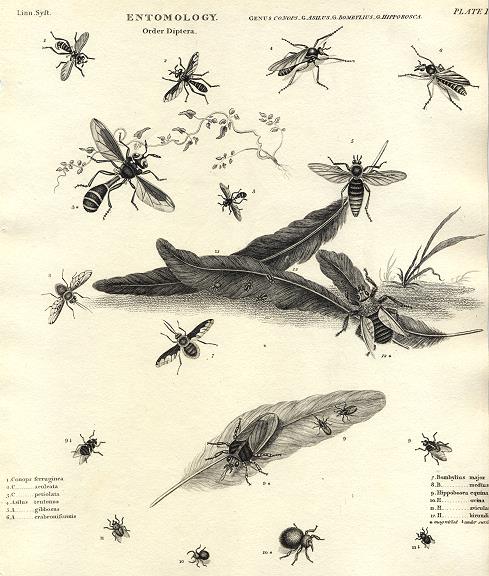 Entomology, Diptera (flies), 1804