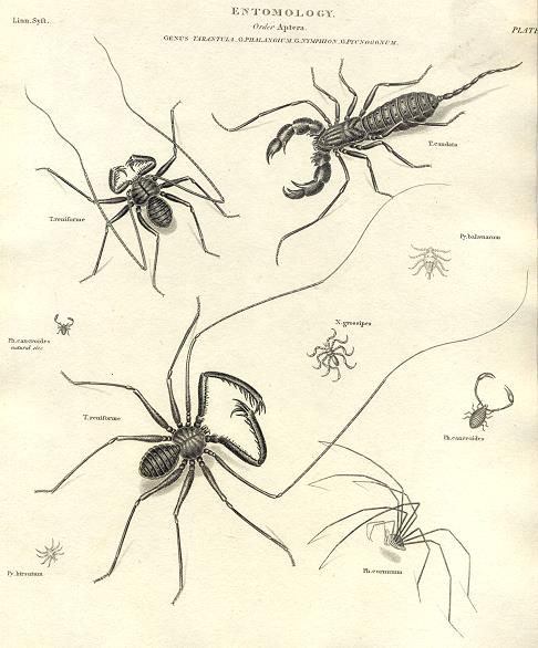 Entomology, Tarantula, 1804