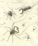 Entomology, Tarantula, 1804