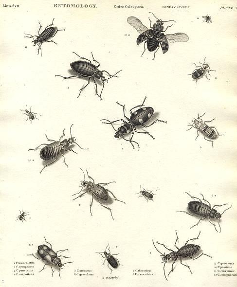 Entomology, Coleoptera - Carabus (beetles), 1804