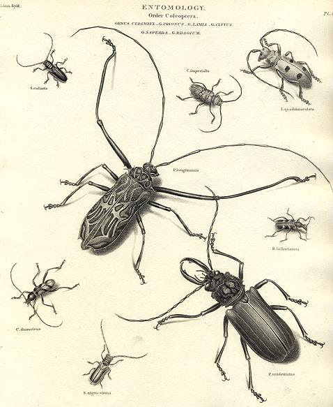 Entomology, Coleoptera - Cerambycidae (beetles), 1804