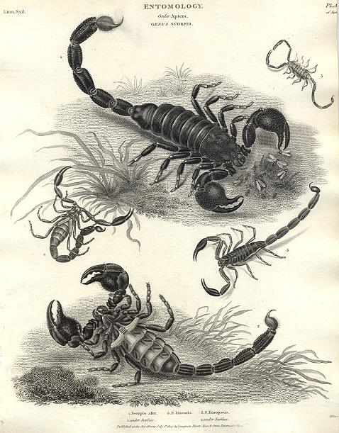 Entomology, Scorpio (scorpions), 1804