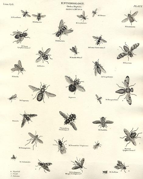 Entomology, Diptera - Musca (flies), 1804