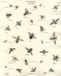 Entomology, Diptera - Musca (flies), 1804